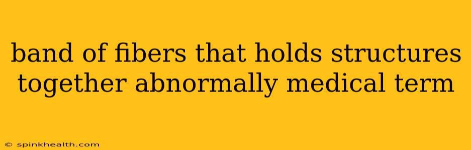 band of fibers that holds structures together abnormally medical term