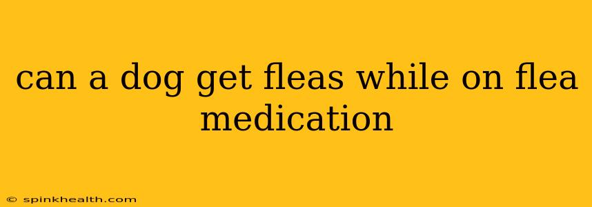 can a dog get fleas while on flea medication