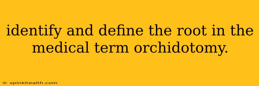 identify and define the root in the medical term orchidotomy.