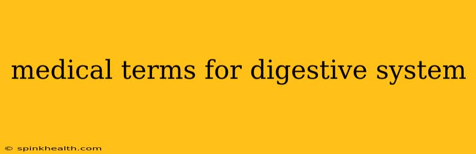 medical terms for digestive system