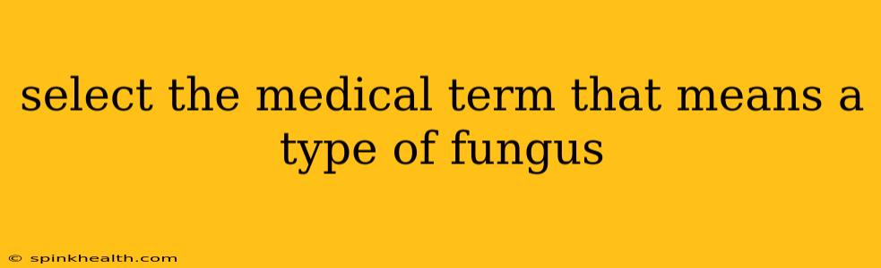 select the medical term that means a type of fungus