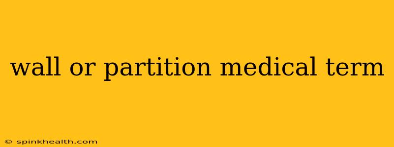 wall or partition medical term