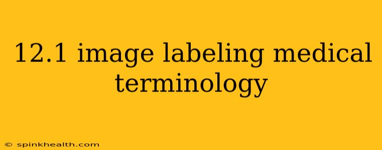 12.1 image labeling medical terminology