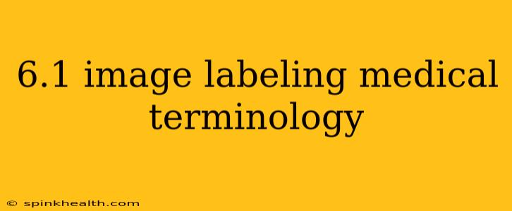 6.1 image labeling medical terminology