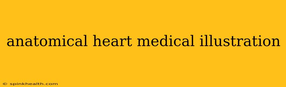 anatomical heart medical illustration