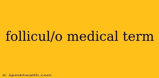 follicul/o medical term