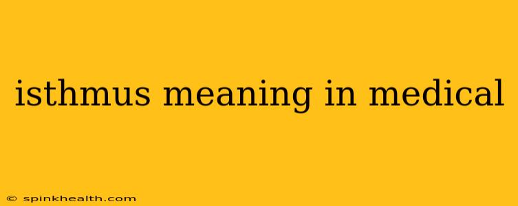 isthmus meaning in medical