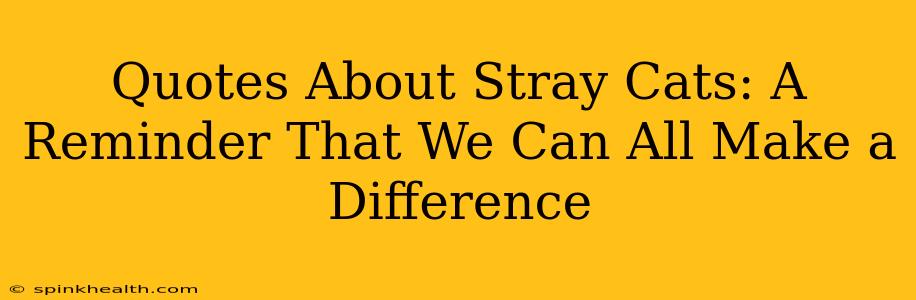 Quotes About Stray Cats: A Reminder That We Can All Make a Difference