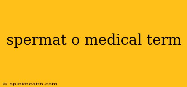 spermat o medical term