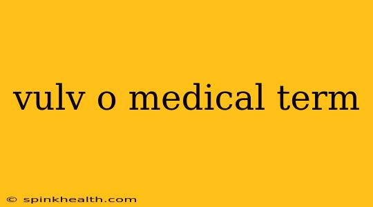 vulv o medical term